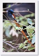 14SerengetiDayGameDrive - 145 * African Paradise-flycatcher.